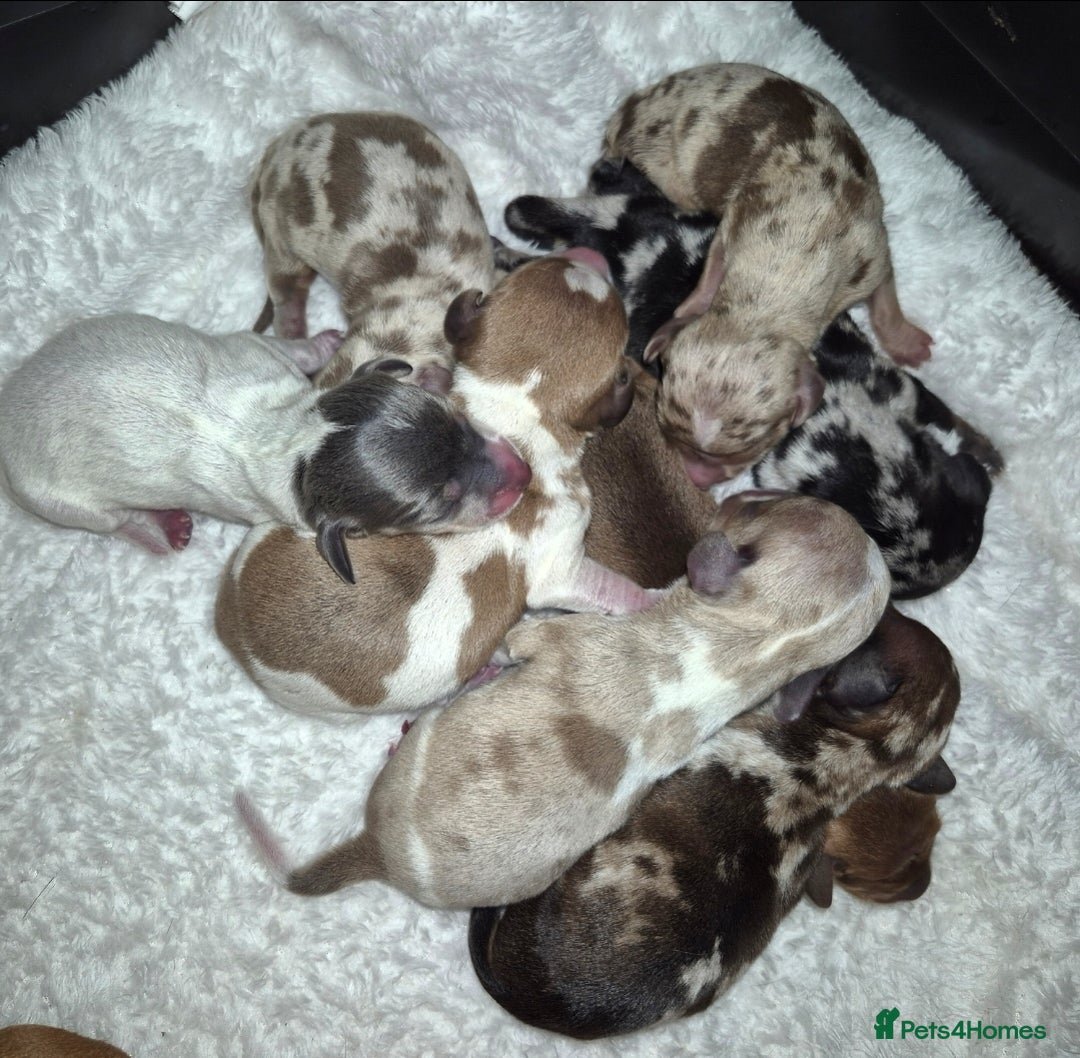 Miniature Dachshund dogs for stud: PRA CLEAR BLUE PIED DAPPLE MINIATURE DACHSHUND - Advert 6