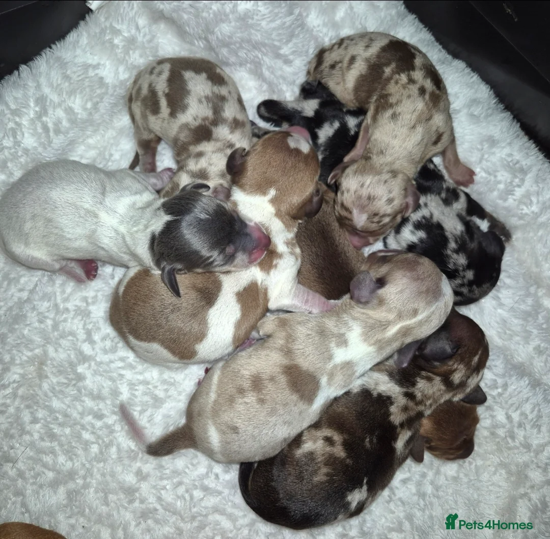 Miniature Dachshund dogs for stud: PRA CLEAR BLUE PIED DAPPLE MINIATURE DACHSHUND - Advert 9