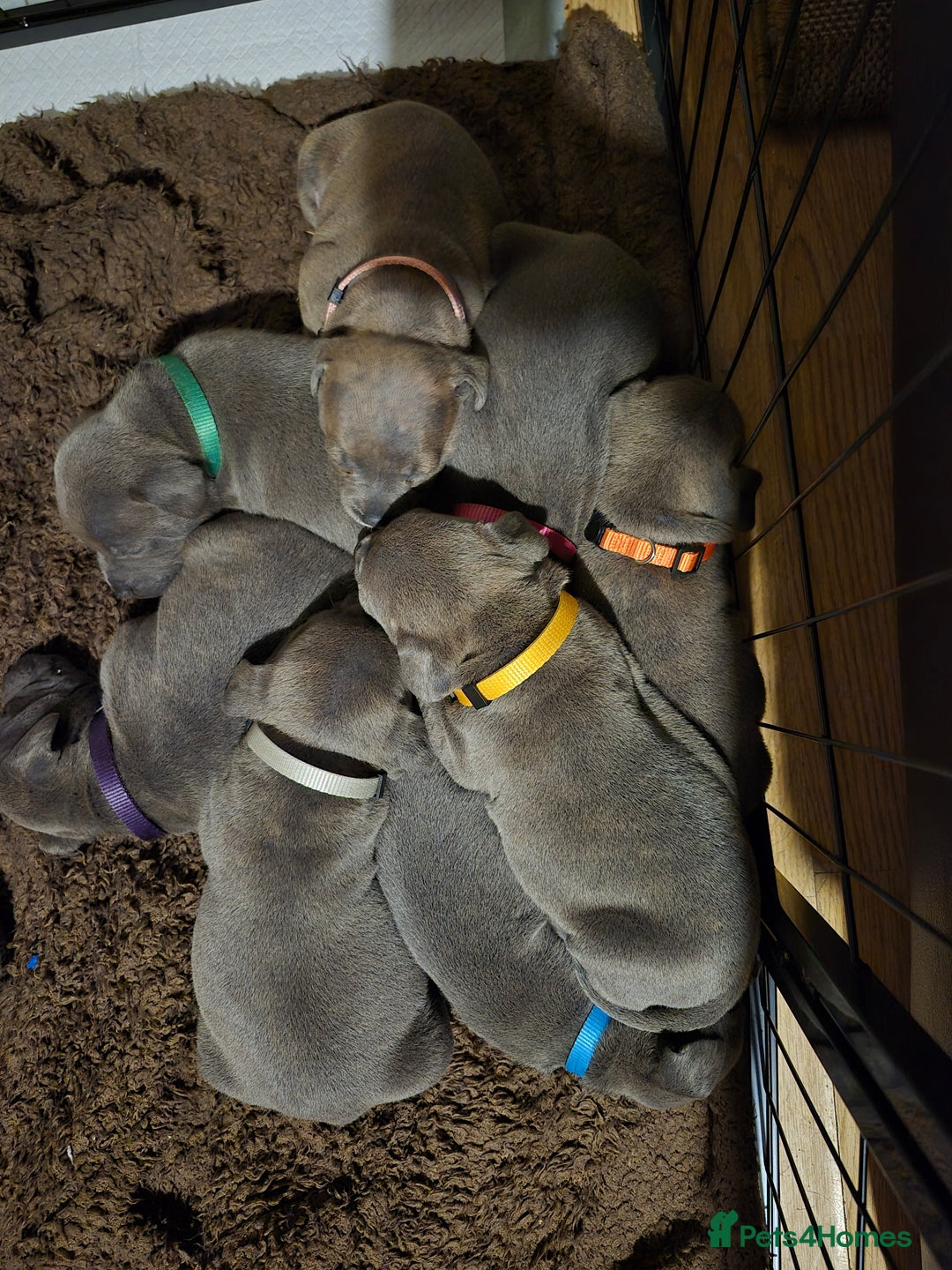 Staffordshire Bull Terrier dogs for sale: Eight gorgeous staffy puppies. - Advert 22