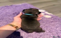 Mixed Breed dogs for sale: Frenchtons - Boston Terrier x Frenchie - Image 23