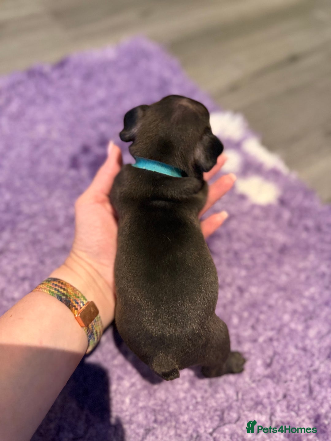 Mixed Breed dogs for sale: Frenchtons - Boston Terrier x Frenchie - Image 23