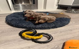 Miniature Dachshund dogs for sale: 8 Week Old Miniature Dachshund Puppies - Image 2