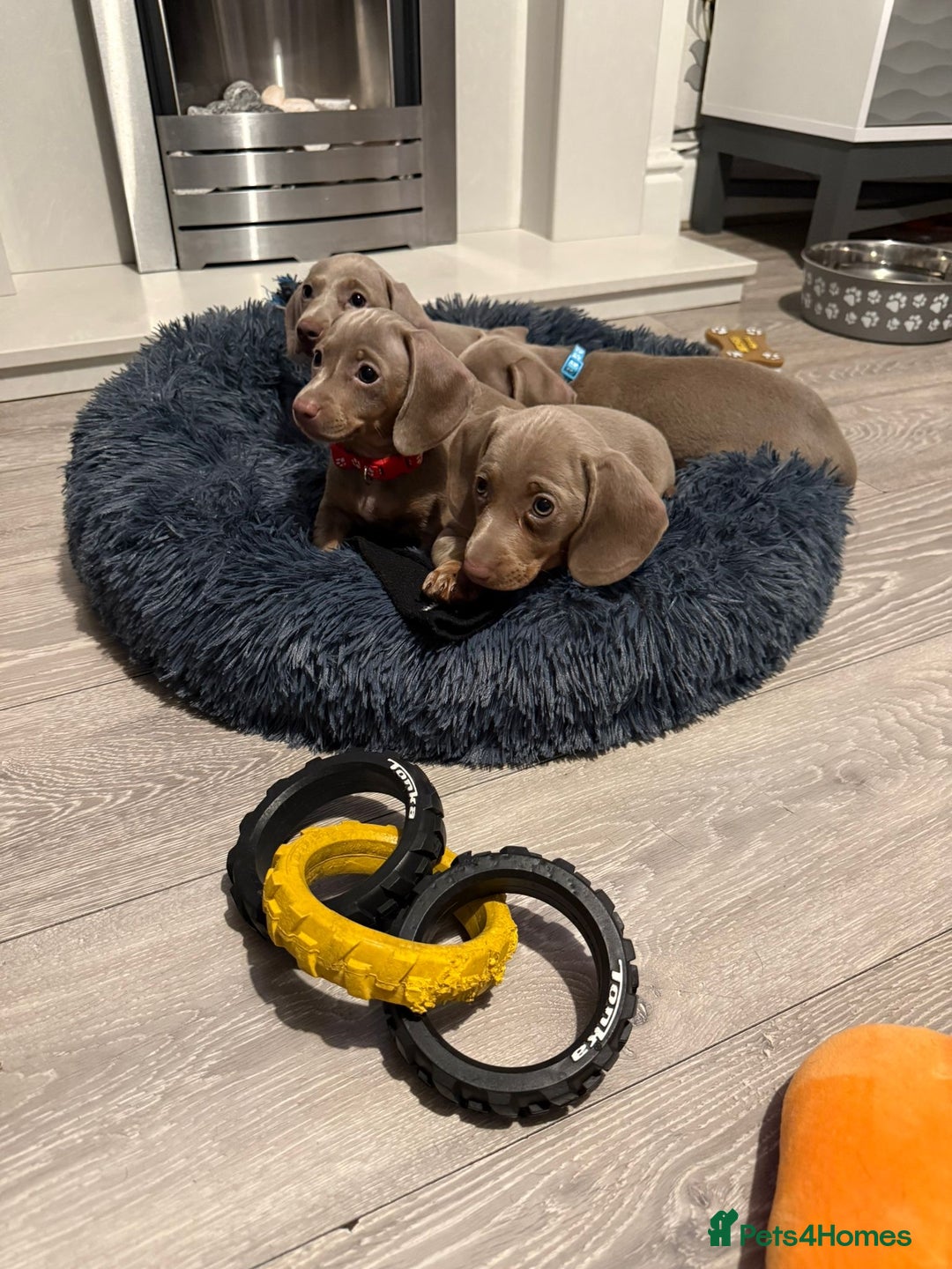 Miniature Dachshund dogs for sale: 8 Week Old Miniature Dachshund Puppies - Image 2