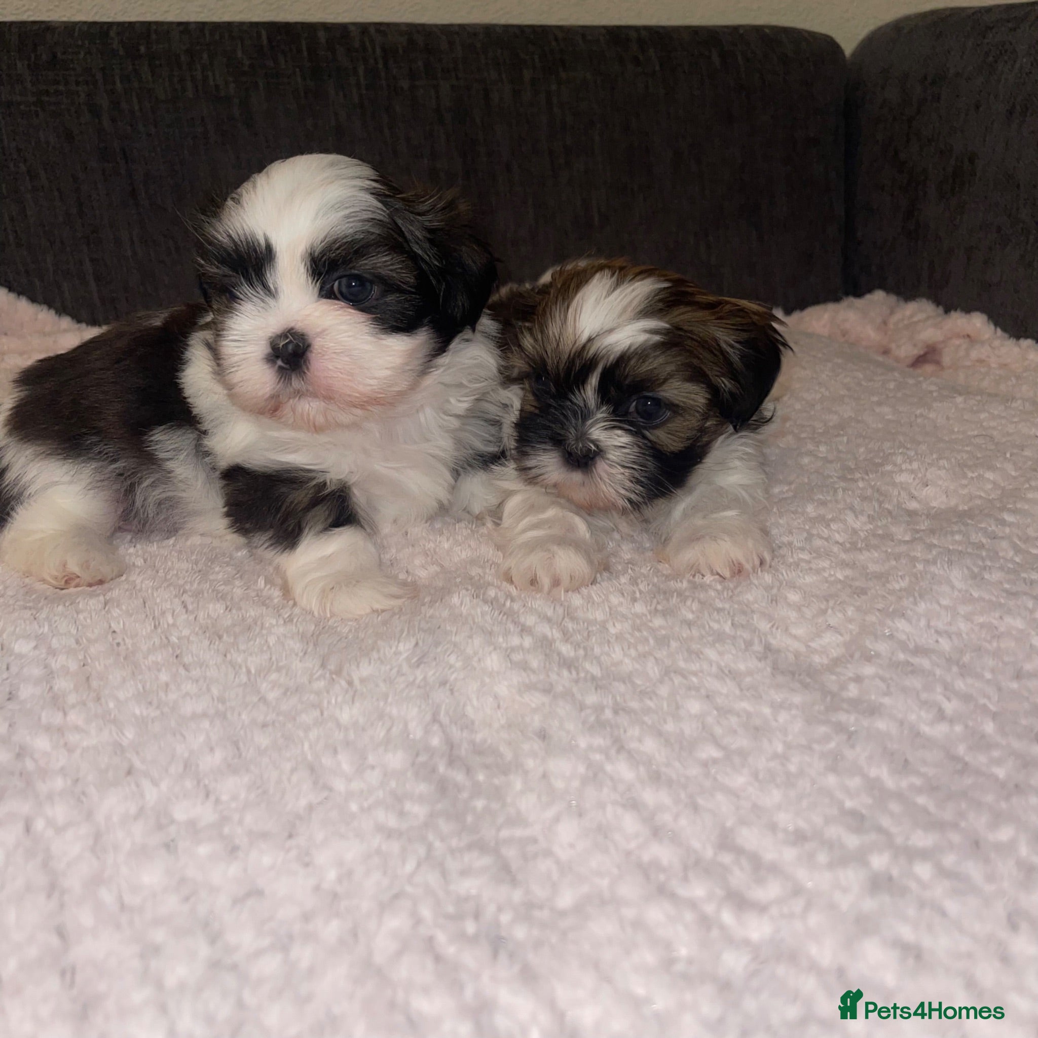 Shih Tzu dogs Shihtzu puppies for sale  - Advert 2