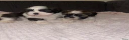 Shih Tzu dogs for sale: Shihtzu puppies for sale  - Advert 2