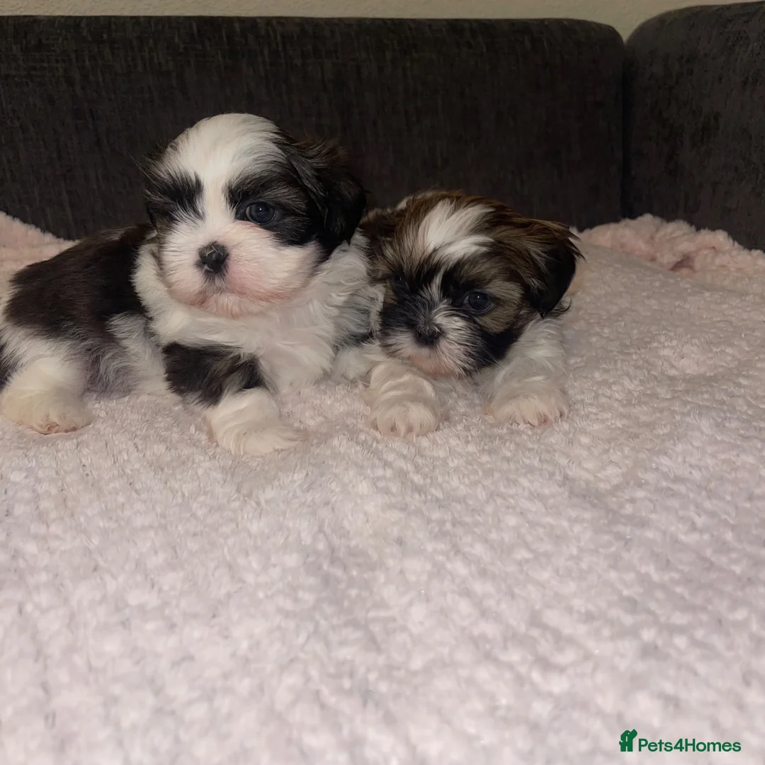 Shih Tzu dogs for sale: Shihtzu puppies for sale  - Advert 2