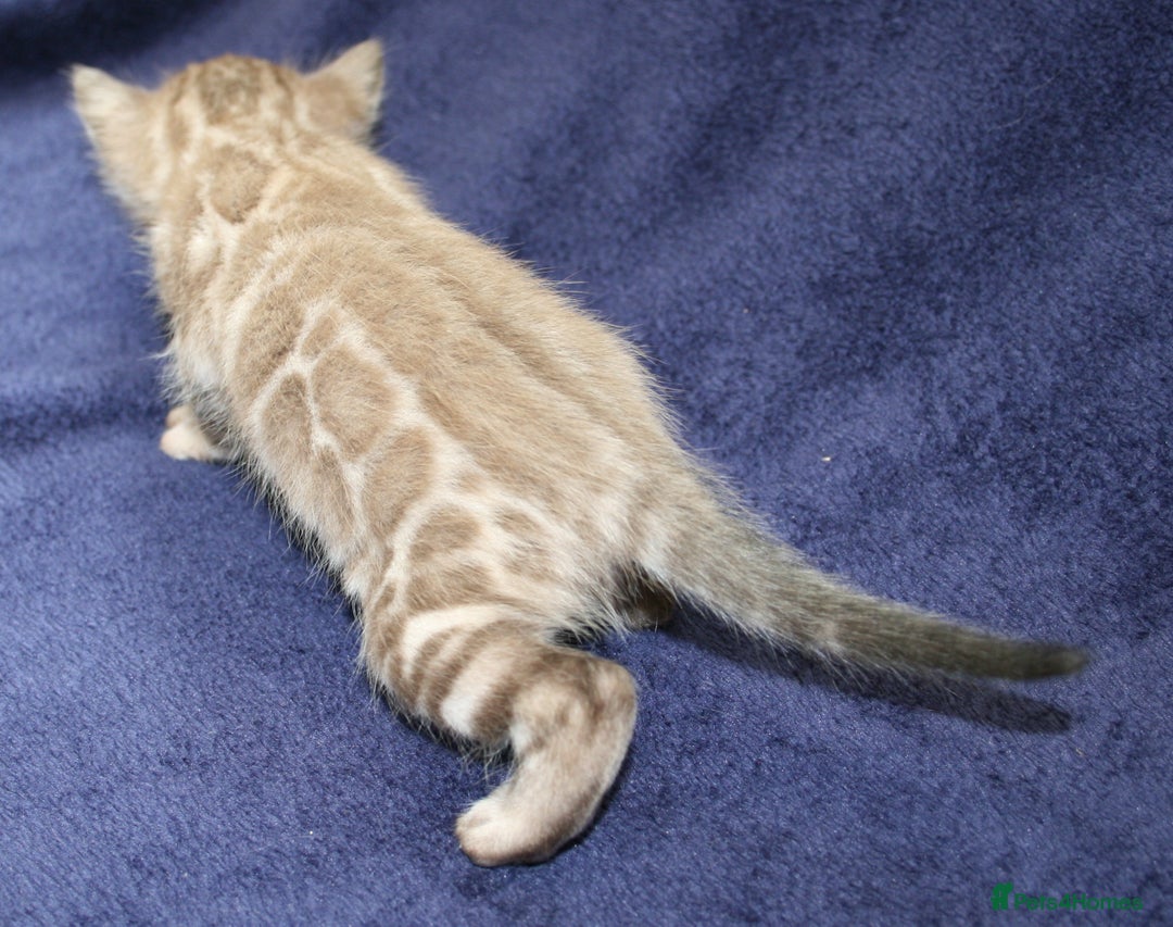 Bengal cats for sale: TICA Registered Bengal Kittens–Ready Nov 2025 🐾 - Image 15