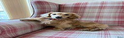 Miniature Dachshund dogs for stud: Cream Shaded LongHaired Miniature Dachshund KC Reg - Advert 7