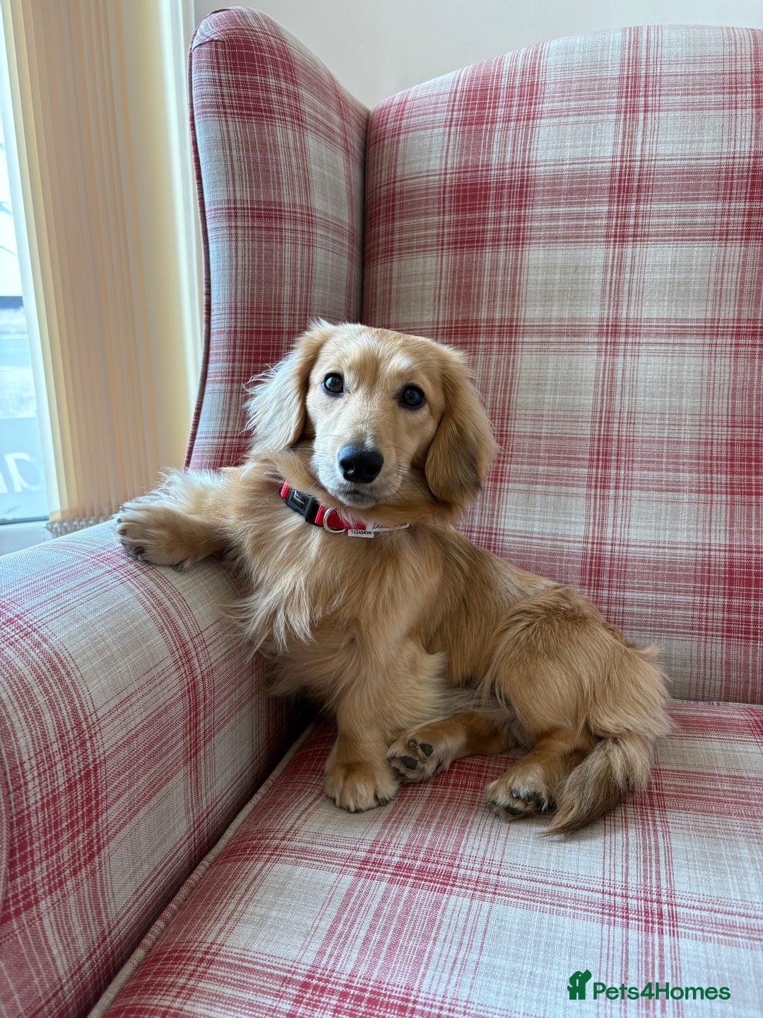 Miniature Dachshund dogs for stud: Cream Shaded LongHaired Miniature Dachshund KC Reg - Advert 7