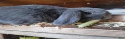 Mini Lop rabbits for sale: Baby Mini Lops - Advert 9