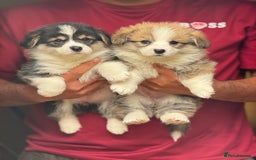 Welsh Corgi Pembroke dogs for sale:  Corgi Pembroke puppies available to loving homes - Image 13