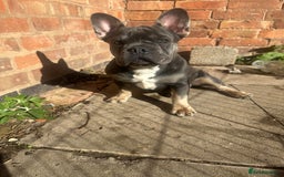 French Bulldog dogs for sale: French bulldog puppy Blue & Tan - Image 1