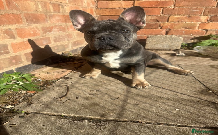 French Bulldog dogs - Advert 3