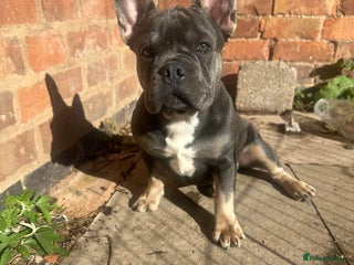 French Bulldog dogs - Advert 25