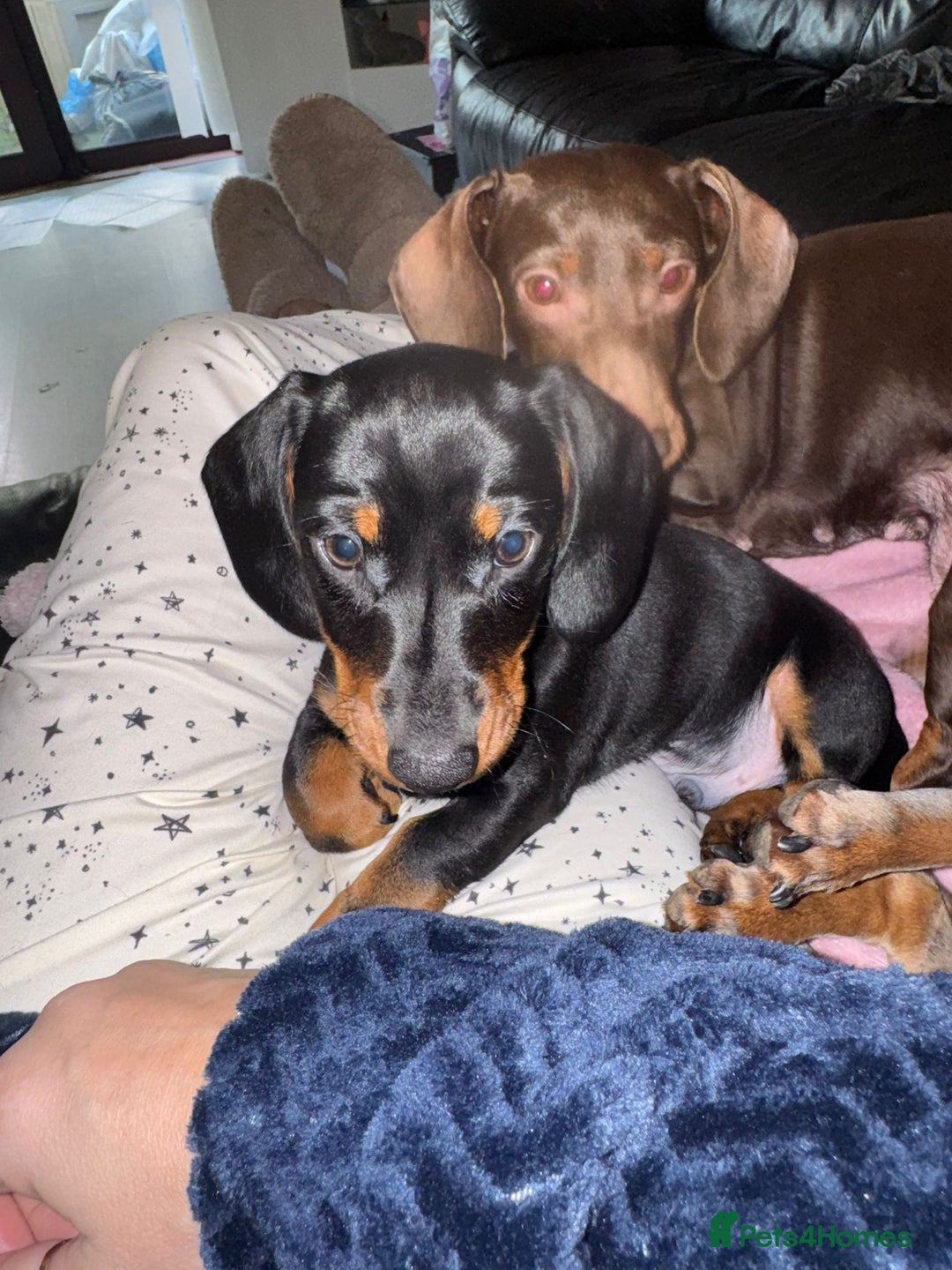 Miniature Dachshund dogs for sale: Miniature daschund  - Advert 3