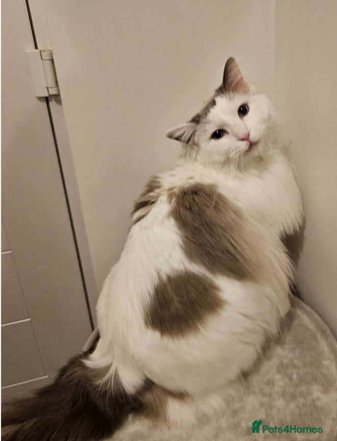 Ragdoll cats Freya Sweet and Calm Companion - Advert 3