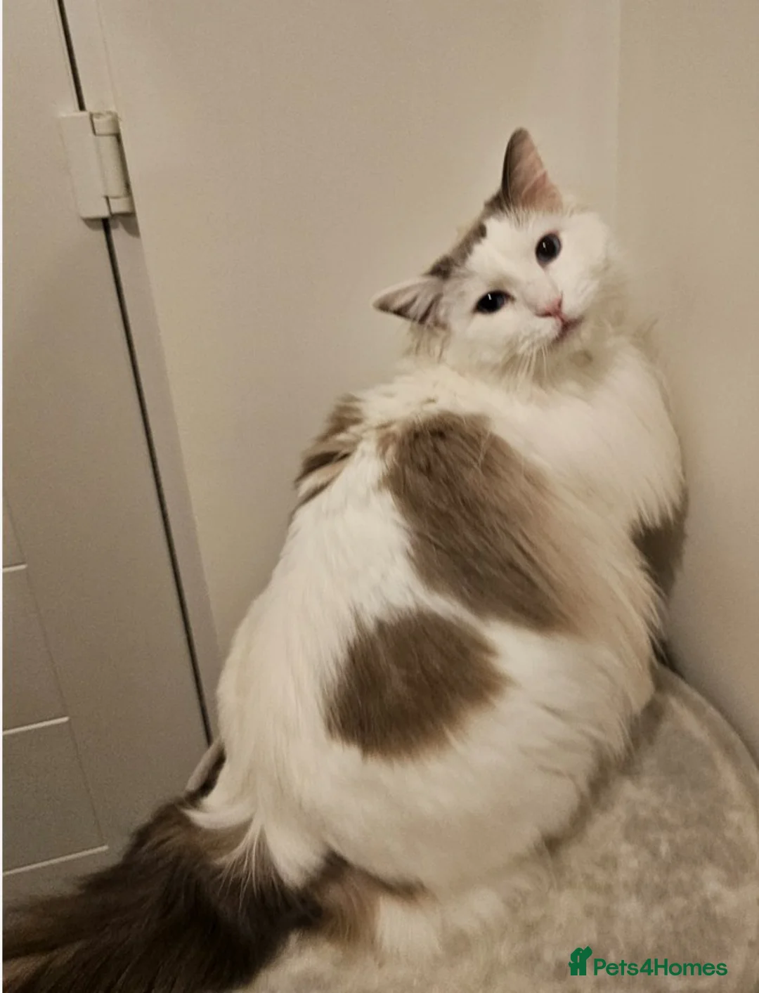 Ragdoll cats for sale: Freya Sweet and Calm Companion - Advert 1