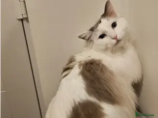 Ragdoll cats Freya Sweet and Calm Companion - Advert 10