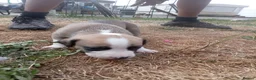 Mixed Breed dogs for sale: Lurcher bull puppies for sale - Advert 35