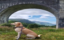 Labrador Retriever dogs for stud: 🌟Stunning Stud Dog Marley – Excellent Nature🌟 - Image 2