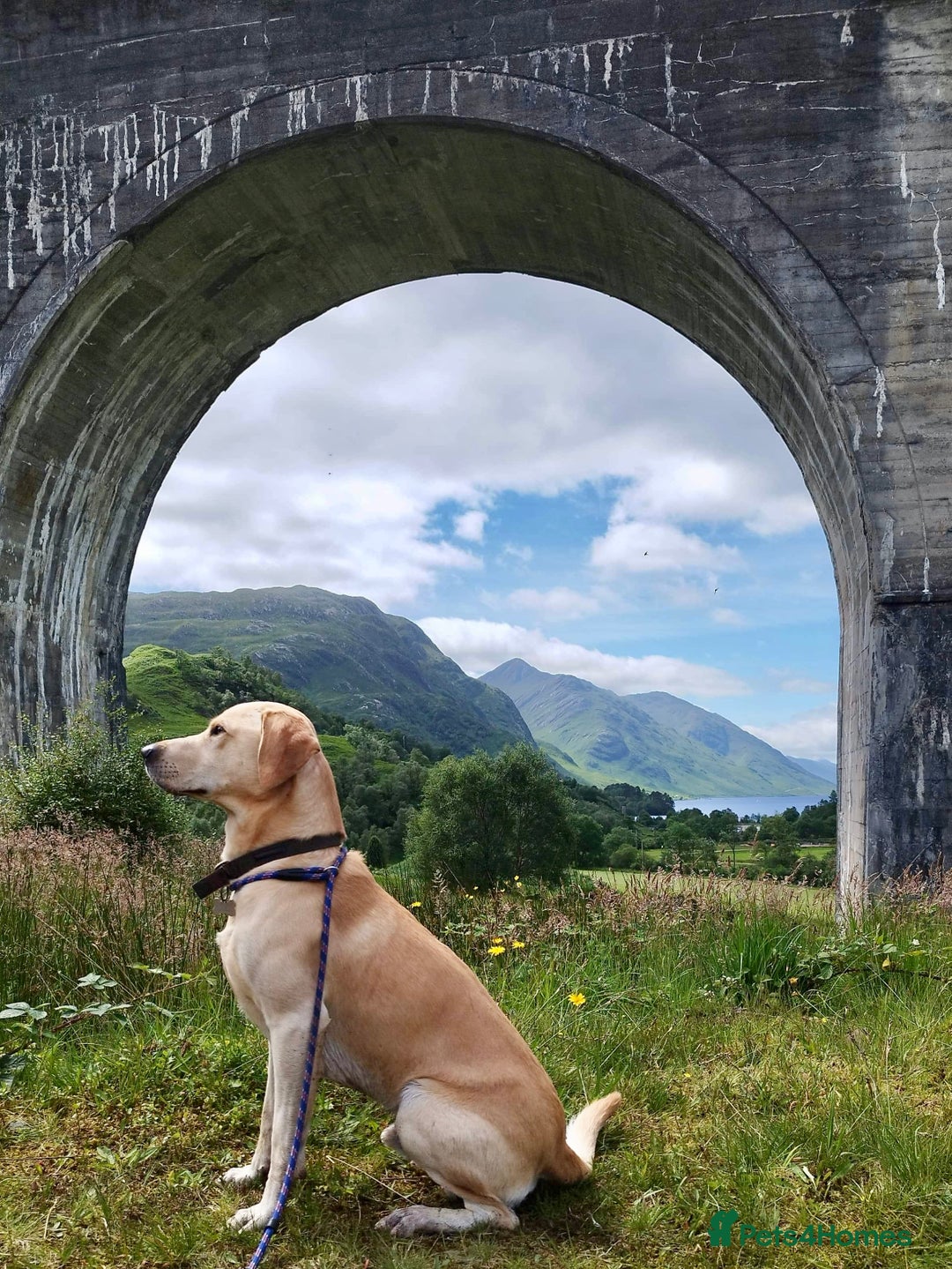 Labrador Retriever dogs for stud: 🌟Stunning Stud Dog Marley – Excellent Nature🌟 - Image 2