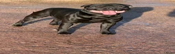 Staffordshire Bull Terrier dogs for stud: Black carrying blue stafford stud PHPV tested in Carlisle - Advert 4