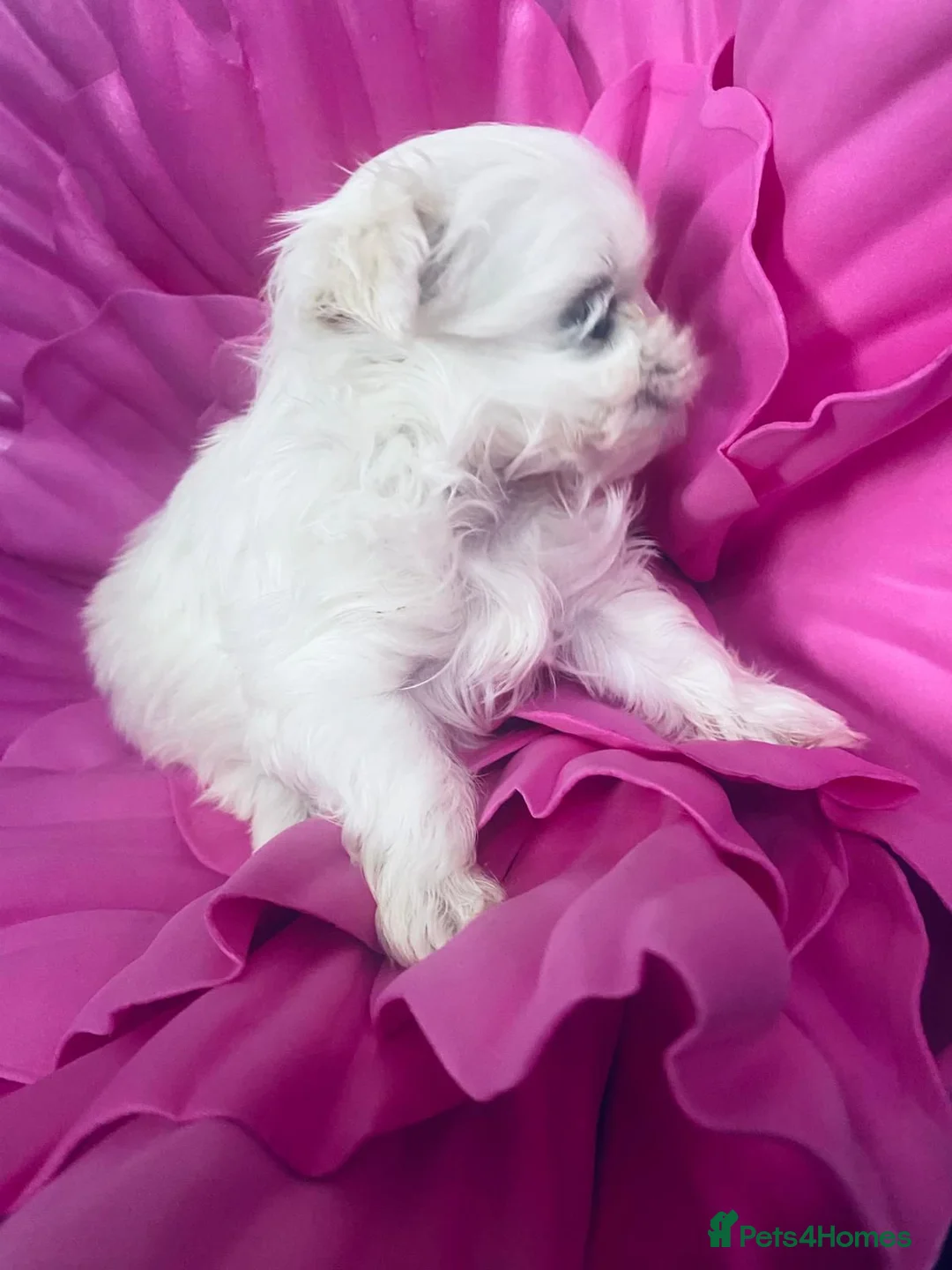Maltese dogs for sale: Baby doll face Korean little Girl ( Ava) - Advert 6