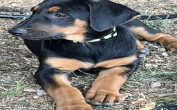 Mixed Breed dogs for sale: Belgian Malinois X Dobermann in Cheltenham - Image 2