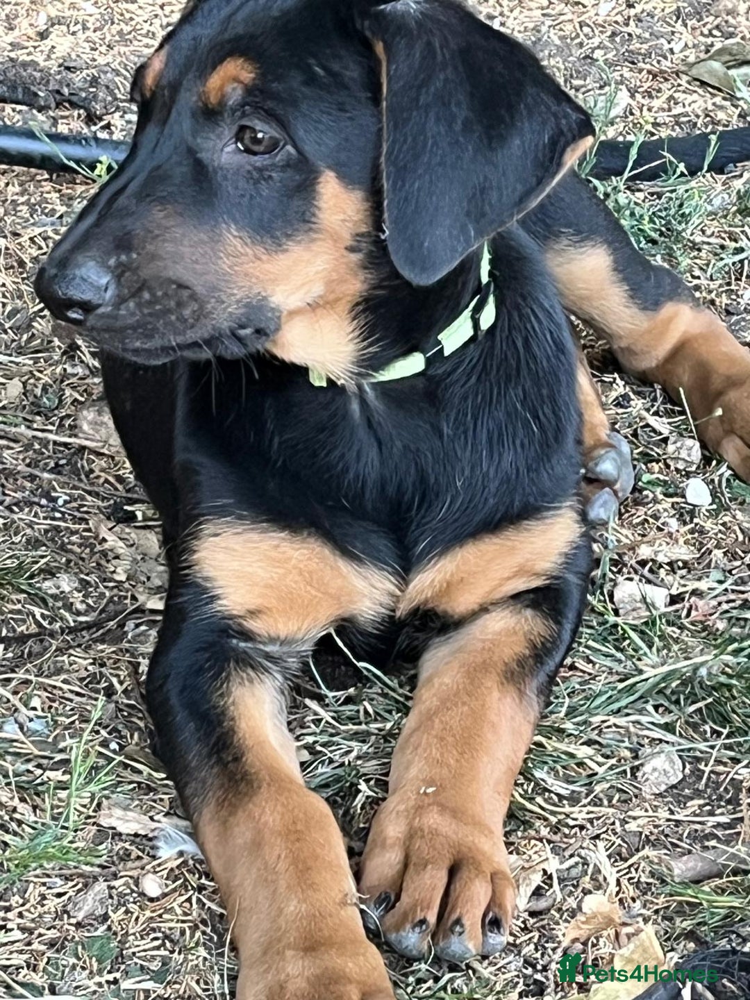Mixed Breed dogs for sale: Belgian Malinois X Dobermann in Cheltenham - Image 2