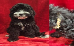 Cockapoo dogs for sale: 3 Stunning Black F1 Show Type Cockapoos  in Mansfield - Image 2