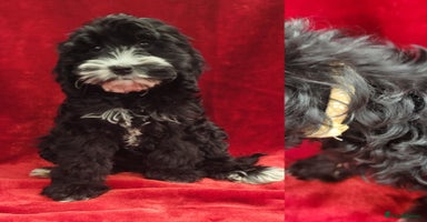 Cockapoo dogs in Mansfield - Advert 8