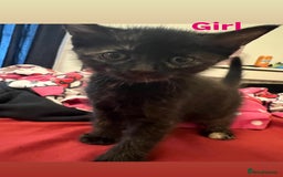 Domestic Shorthair cats for sale: Beautiful Kittens For Sale!! - Image 2