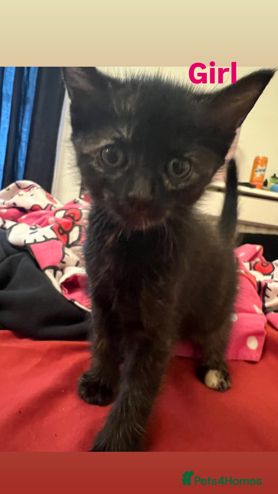 Domestic Shorthair cats for sale: Beautiful Kittens For Sale!! - Image 2