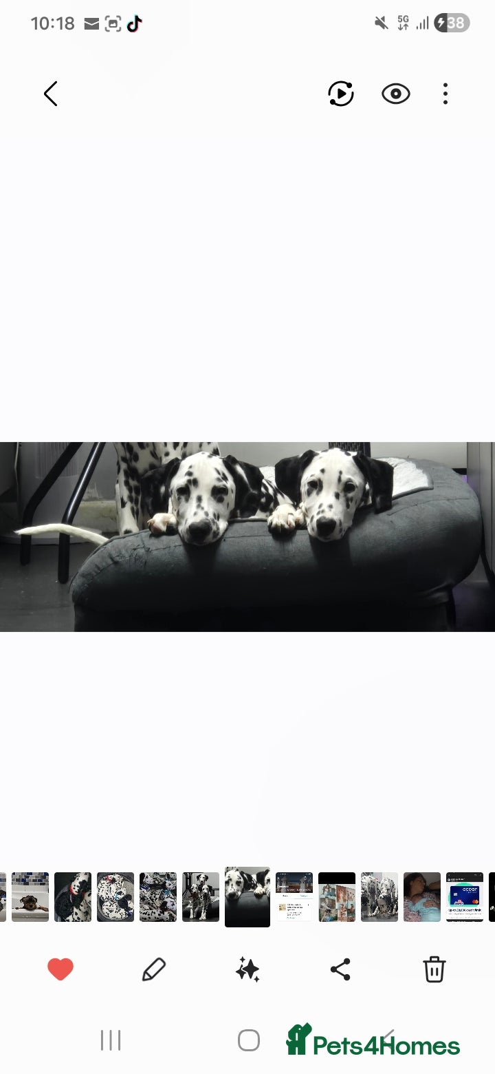 Dalmatian dogs Handsome dalmation brothers  - Advert 1