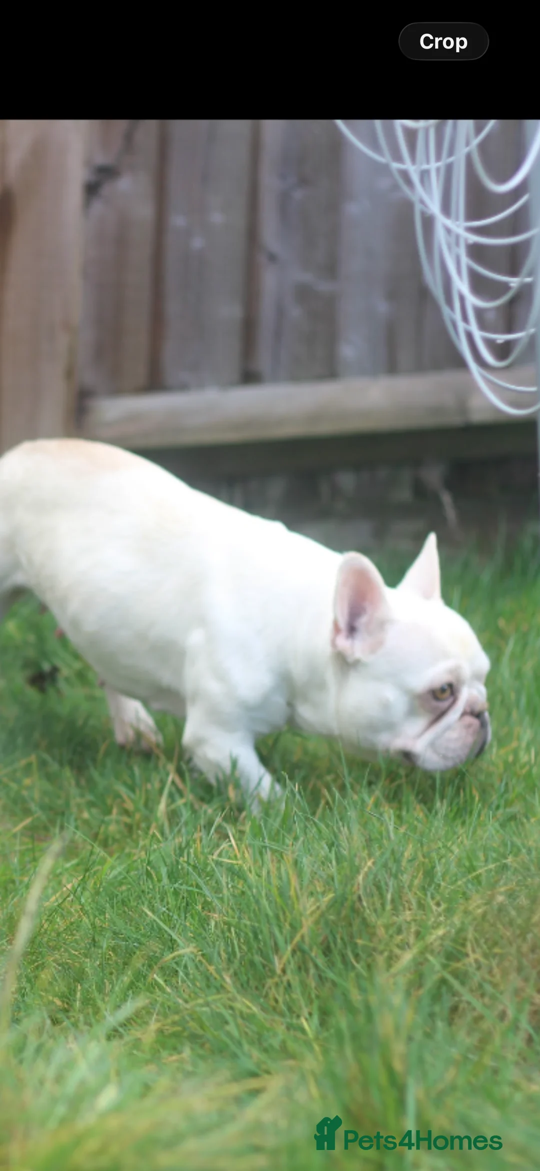French Bulldog dogs for sale: Frenchies - 2 girls & 1 boy available  - Advert 2