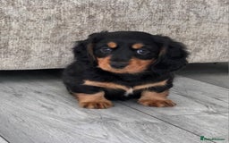 Miniature Dachshund dogs for sale: Amazing longhaired Miniature Dachshunds - Image 9