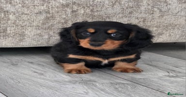 Miniature Dachshund dogs - Advert 16