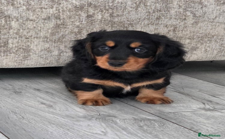 Miniature Dachshund dogs - Advert 6