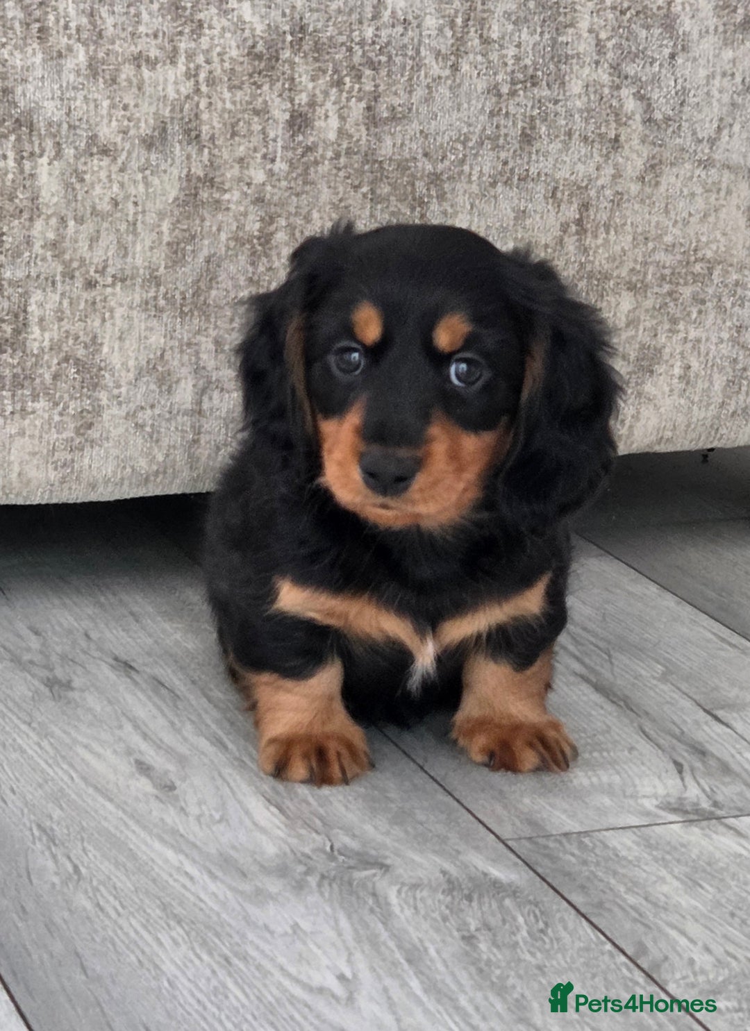 Miniature Dachshund dogs for sale: Amazing longhaired Miniature Dachshunds - Image 9