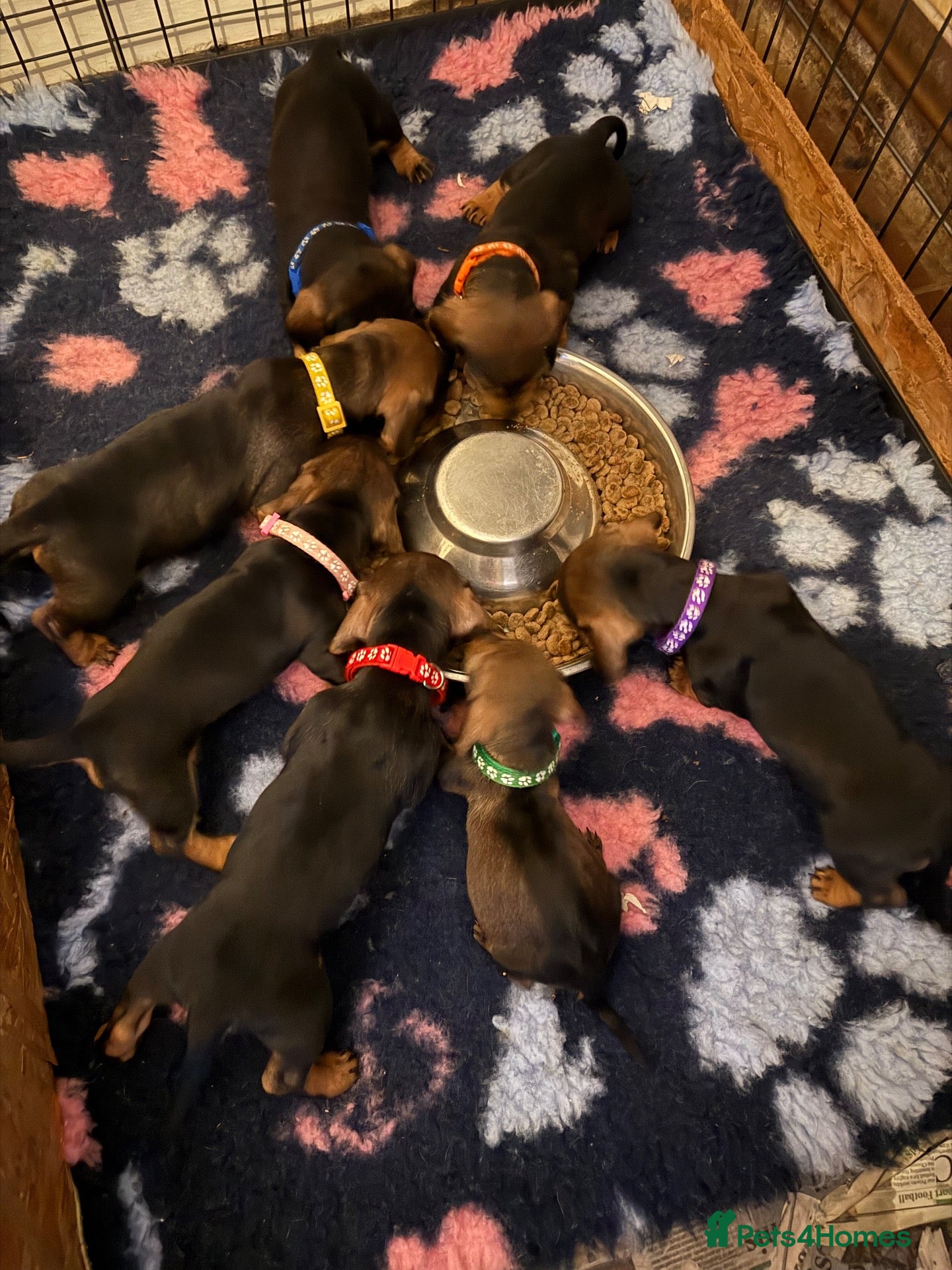 Dachshund dogs KC Registered Wire Haired Dachshund Puppies - Advert 17