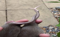 Rat rodents for sale: Agouti , cinnamon and black Dumbo rats  - Image 2