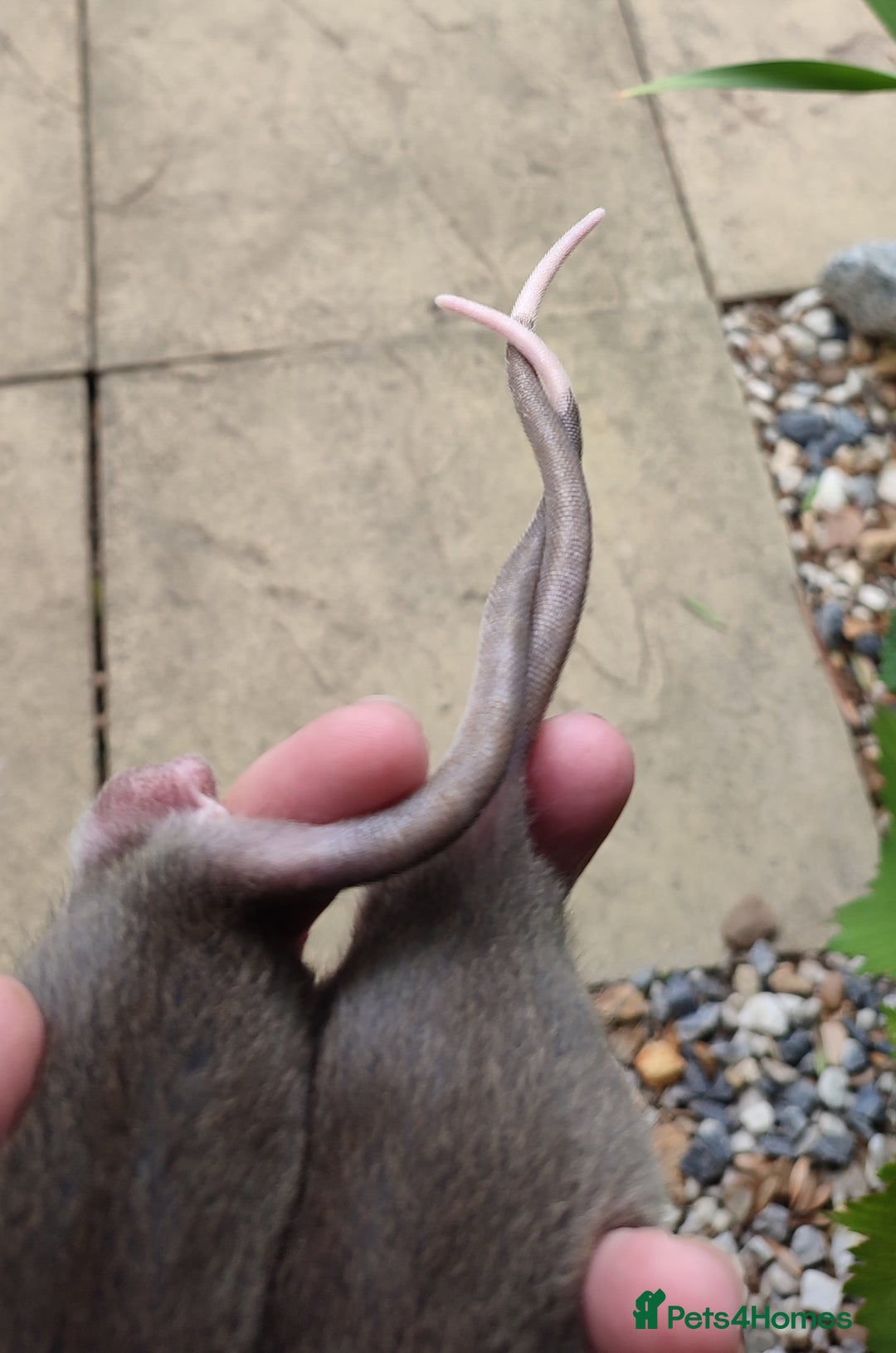 Rat rodents for sale: Agouti , cinnamon and black Dumbo rats  - Image 2