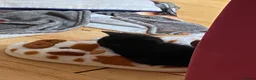 Mixed Breed cats for sale: Two kittens one ginger male and one black female  - Advert 6