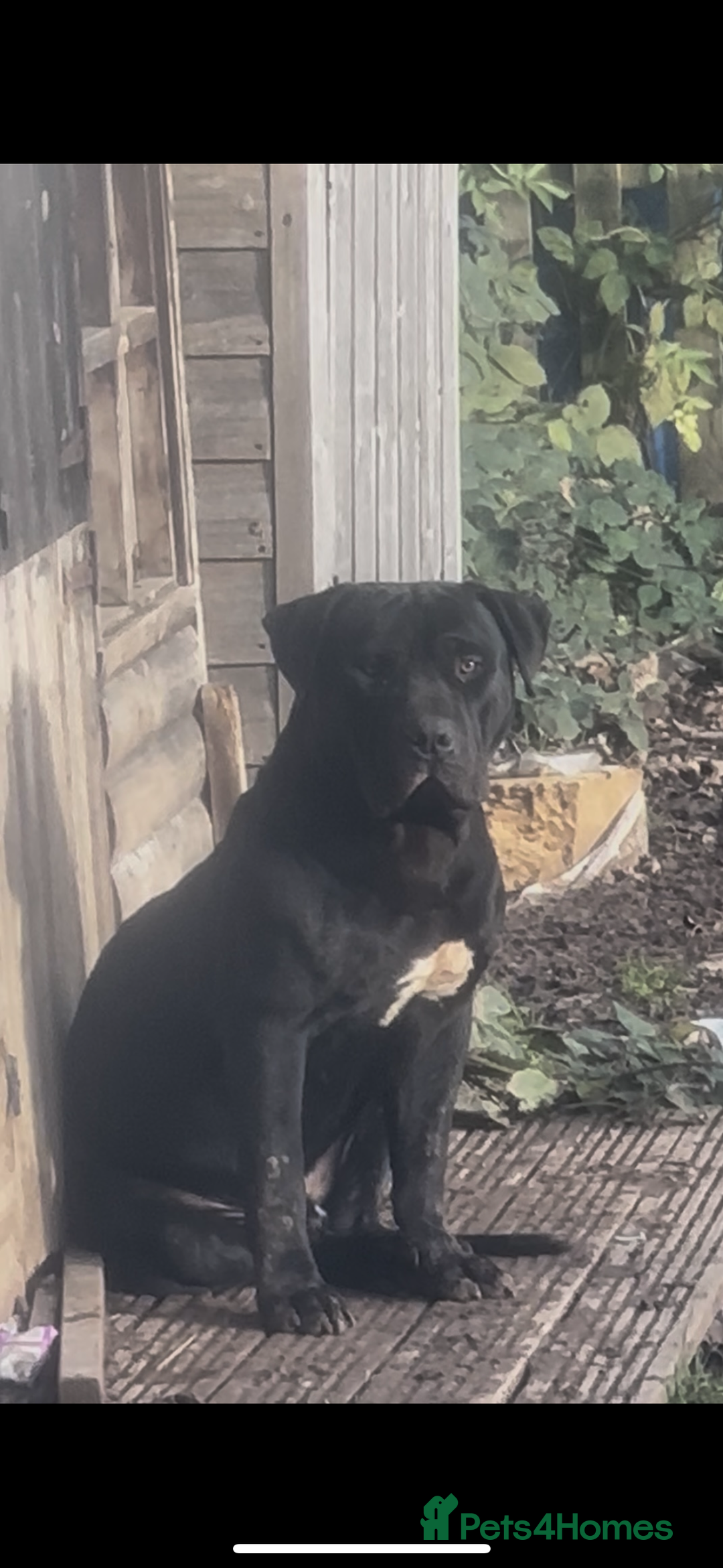 American Bully dogs for sale: Two standard American bully’s 11 months old  - Advert 2