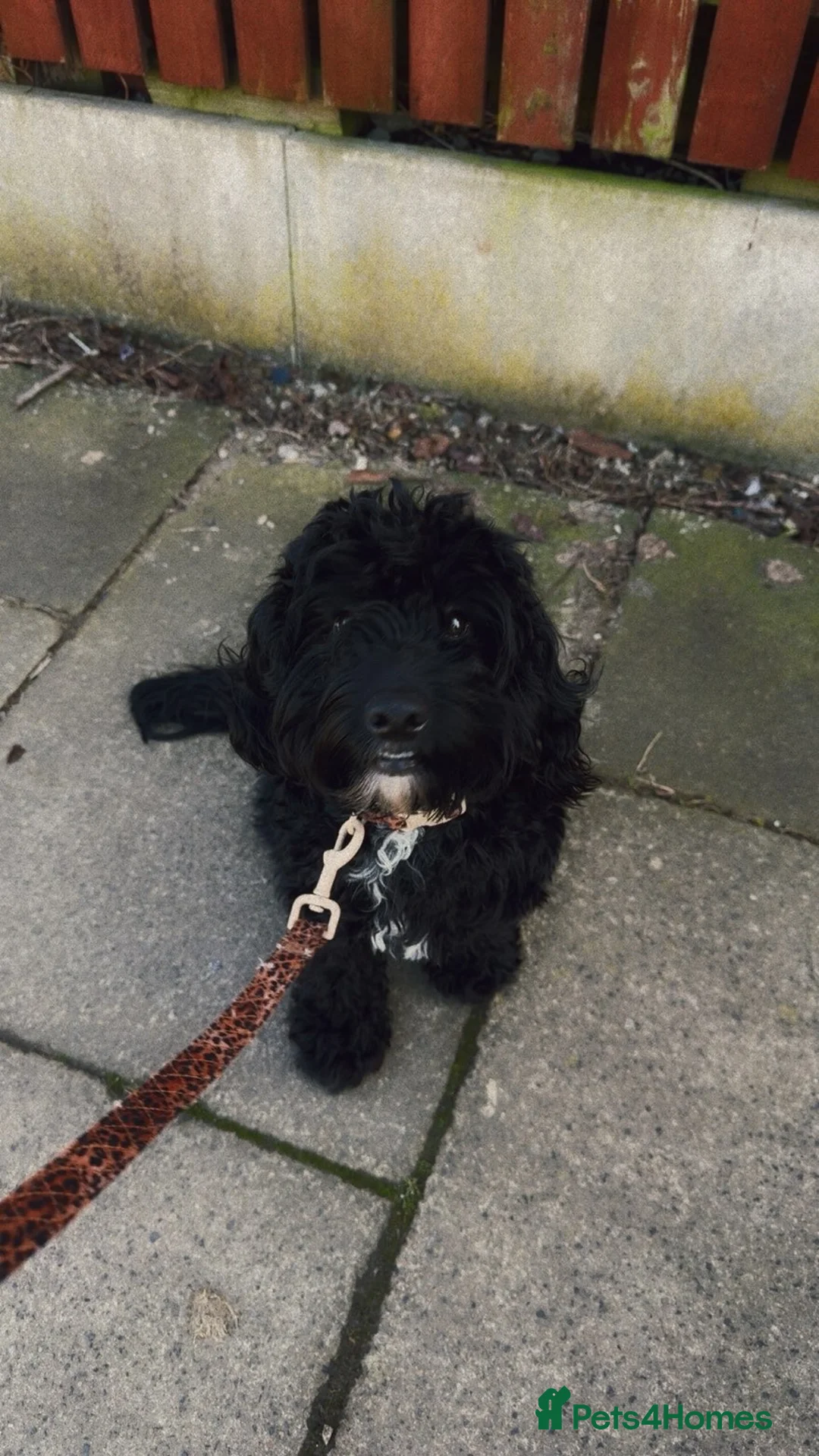 Cockapoo dogs for sale: Robbie  - Advert 2