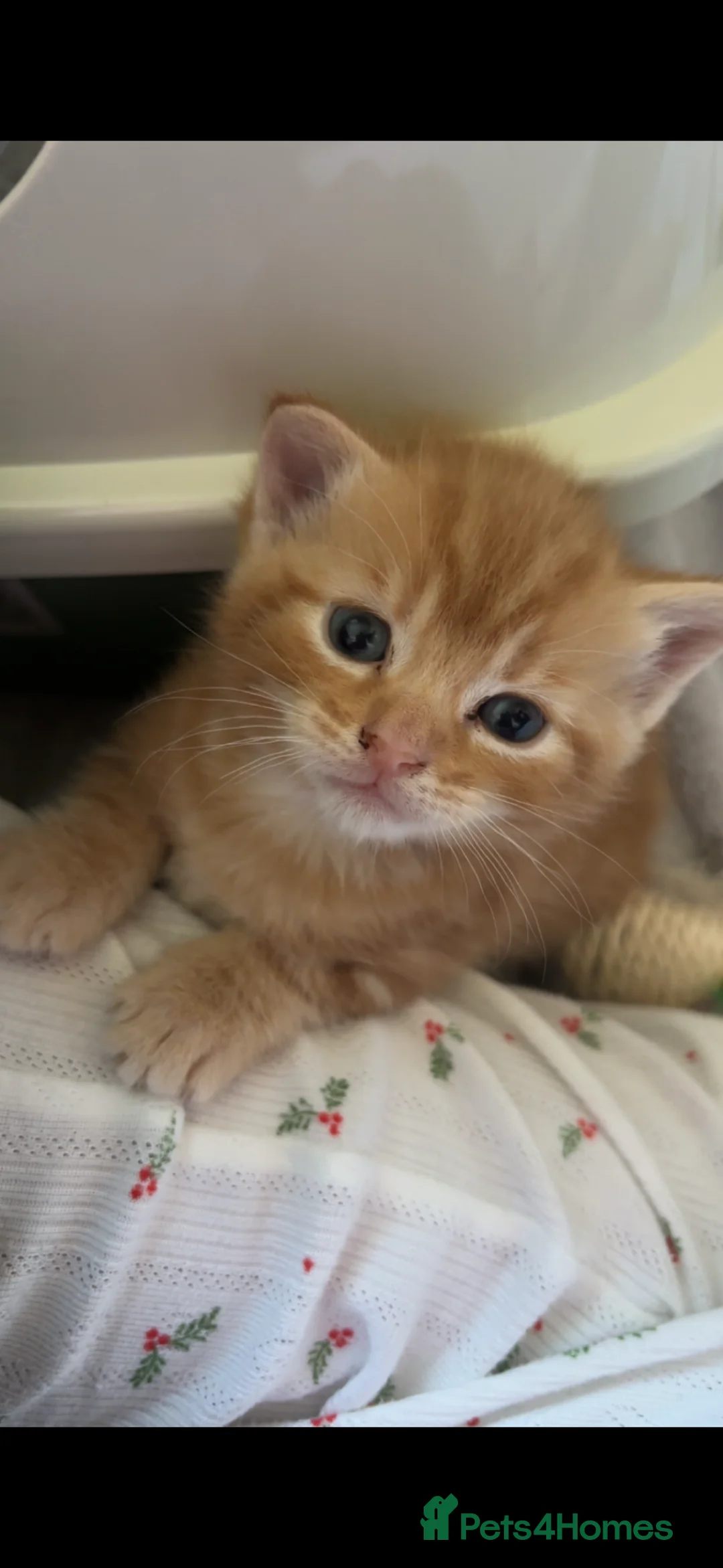 Mixed Breed cats for sale: Kittens for sale - Advert 27