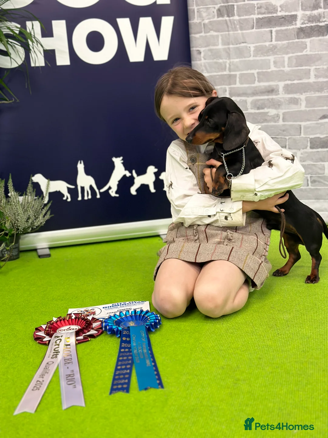 Miniature Dachshund dogs for sale: Two beautiful black & tan minis kc male & female  - Advert 2