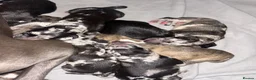 Mixed Breed dogs for sale: Whippet cross collie greyhound  - Advert 1