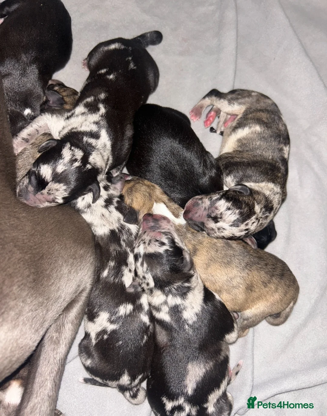 Mixed Breed dogs for sale: Whippet cross collie greyhound  - Advert 1
