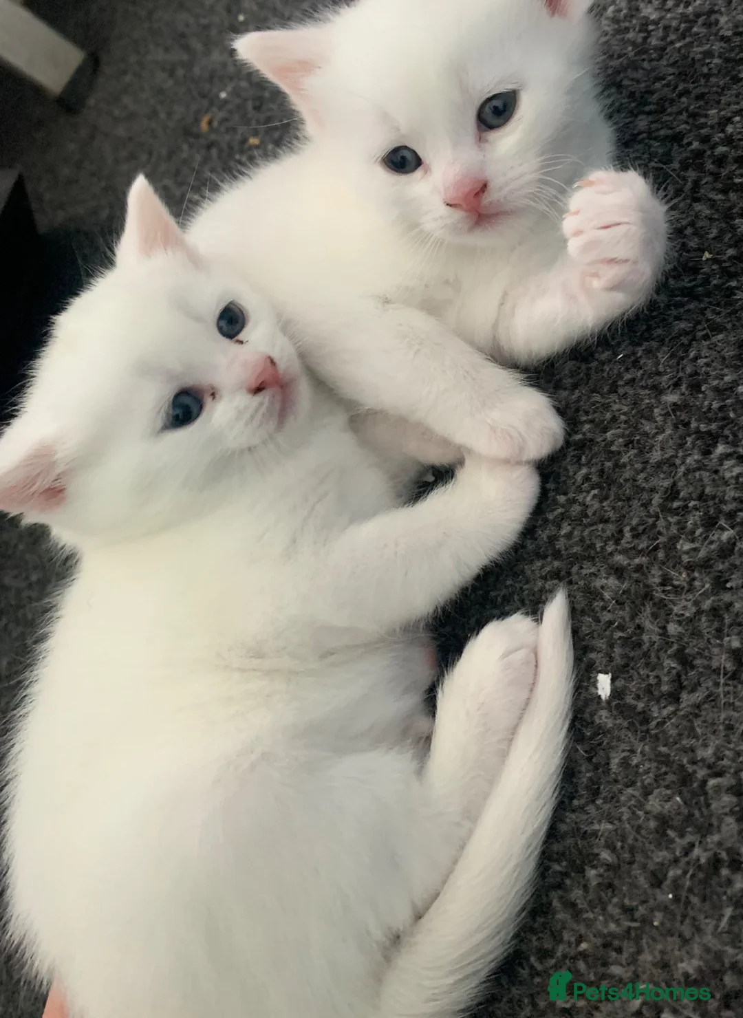 British Shorthair cats for sale: 2 white kittens and one tortel shell - Advert 4
